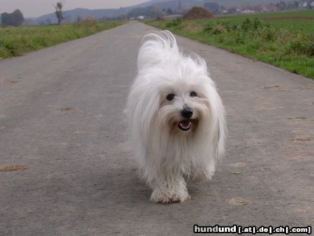Coton de Tuléar Hunde Foto 17438 in höherer Auflösung ansehen Coton de Tuléar Kyra beim Spaziergang