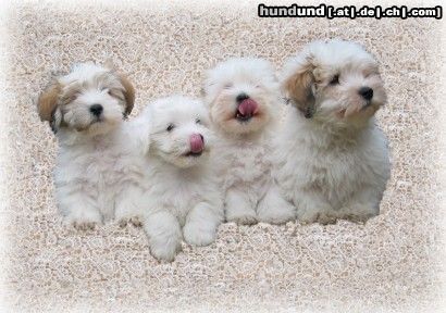Coton de Tuléar Hunde Foto 6809 Coton de Tuléar meine Welpen, 2 Rüden, 2 Weibchen