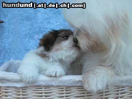 Coton de Tuléar Hunde Foto 7022 Coton de Tuléar Vater und Sohn