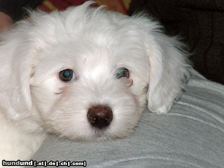 Coton de Tuléar Unser Snooby mit 12 Wochen