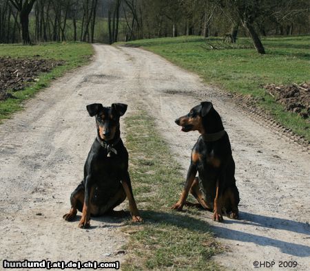 Coton de Tuléar Hunde Foto 44144 Coton de Tuléar Haller Deutsche Pinscher