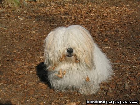 Coton de Tuléar Hunde Foto 6743 Coton de Tuléar Hallo, ich bin der Nico