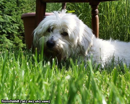 Coton de Tuléar Sir Henry