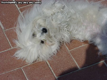 Coton de Tuléar Hunde Foto 15841 Coton de Tuléar Kyra nimmt ein Sonnenbad