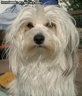 Coton de Tuléar Hunde Foto 8619 Coton de Tuléar Luna 3Jahre