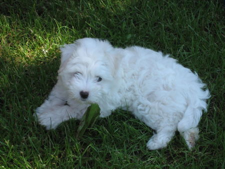 Coton de Tuléar Hunde Foto 38385 Coton de Tuléar Kimba, 8 Wochen