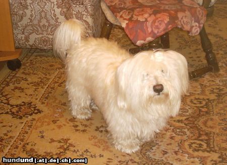 Coton de Tuléar Hunde Foto 17427 in höherer Auflösung ansehen Coton de Tuléar cainele meu
