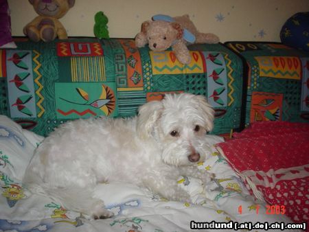 Coton de Tuléar Hunde Foto 4516 Coton de Tuléar Nick