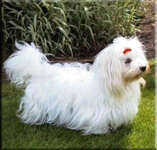 Coton de Tuléar Hunde Foto 2207 Coton de Tuléar Coton de Tulear Hûndin