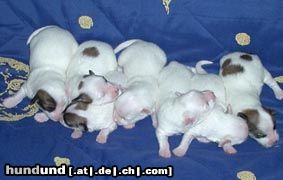 Coton de Tuléar Hunde Foto 10494 Coton de Tuléar Welpen vom 30.03.2004