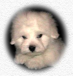 Coton de Tuléar Hunde Foto 761 Coton de Tuléar White Pepper