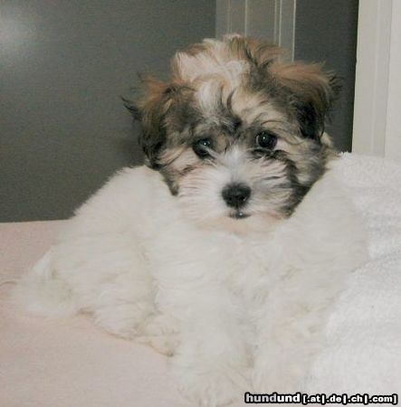 Coton de Tuléar Hunde Foto 6807 Coton de Tuléar Der erste Coton de Tulear von mir nach Grönland geschickt