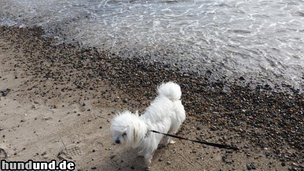 Coton de Tuléar Bella, 1,5 Jahre jung, liebt Wasser und Schnee, ist ein echter Familienhund, ist überall dabei. Sie liebt den Umgang mit allen Artgenossen, ob groß oder klein.