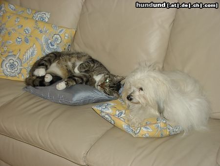 Coton de Tuléar Hunde Foto 7826 Coton de Tuléar KYRA mit ihrem Freund CARLO