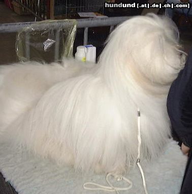 Coton de Tuléar Hunde Foto 7382 Coton de Tuléar
