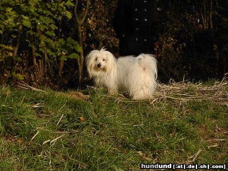 Coton de Tuléar Unsere Kyra beim Herbstspaziergang