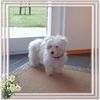 Coton de Tuléar Foto: Unsere Prinzessin Biene mit 4 monaten (ID 7633) Coton de Tuléar Hund
