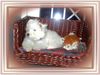 Coton de Tuléar Foto: Unsere Prinzessin Biene mit 4 monaten (ID 7634) Coton de Tuléar Hund