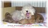 Coton de Tuléar Foto: Unsere Prinzessin Biene mit ihren Welpen (ID 7632) Coton de Tuléar Hund