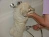 Coton de Tuléar Foto: KYRA nach einem langen Spaziergang (ID 7827) Coton de Tuléar Hund