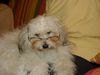 Coton de Tuléar Foto: Unser Kyra (ID 7762) Coton de Tuléar Hund