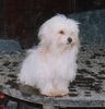 Coton de Tuléar Hund