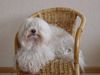 Coton de Tuléar Foto: Buddy van Brista's Hofke (ID 7034) Coton de Tuléar Hund