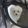 Coton de Tuléar Foto: Mein bester Freund (ID 7704) Coton de Tuléar Hund