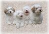 Coton de Tuléar Foto: meine Welpen, 2 Rüden, 2 Weibchen (ID 6809) Coton de Tuléar Hund