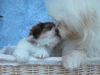 Coton de Tuléar Foto: Vater und Sohn (ID 7022) Coton de Tuléar Hund