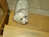 Coton de Tuléar Foto: Fussel krabbelt die Treppe hoch (ID 37503) Coton de Tuléar Hund
