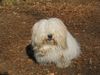 Coton de Tuléar Foto: Hallo, ich bin der Nico (ID 6743) Coton de Tuléar Hund