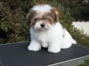 Coton de Tuléar Foto: Coton de Tulear Rüde 3 Monate Jespersens Harlekin (ID 2208) Coton de Tuléar Hund