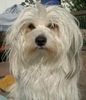 Coton de Tuléar Foto: Luna 3Jahre (ID 8619) Coton de Tuléar Hund
