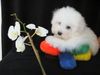Coton de Tuléar Foto: 8 Wochen alter Coton de Tulear Welpe (ID 2206) Coton de Tuléar Hund