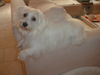 Coton de Tuléar Foto: Fussel gaaanz weiß ;-) (ID 34827) Coton de Tuléar Hund