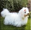 Coton de Tuléar Foto: Coton de Tulear Hûndin (ID 2207) Coton de Tuléar Hund