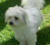 Coton de Tuléar Hund