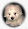 Coton de Tuléar Foto: White Pepper (ID 761) Coton de Tuléar Hund