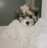 Coton de Tuléar Foto: Der erste Coton de Tulear von mir nach Grönland geschickt (ID 6807) Coton de Tuléar Hund