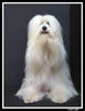 Coton de Tuléar Hund