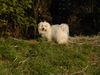 Coton de Tuléar Foto: Unsere Kyra beim Herbstspaziergang (ID 7811) Coton de Tuléar Hund