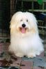 Coton de Tuléar Foto: Landro (ID 4328) Coton de Tuléar Hund