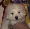Coton de Tuléar Foto: White Pepper (ID 760) Coton de Tuléar Hund