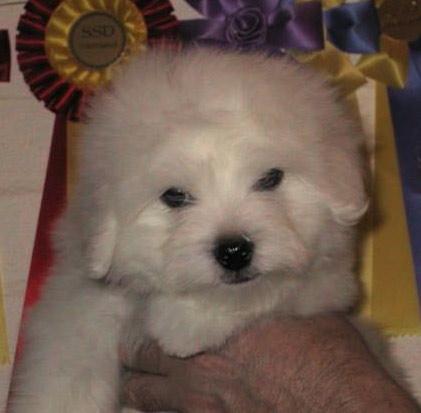 Coton de Tuléar Hunde Foto 760 Coton de Tuléar White Pepper