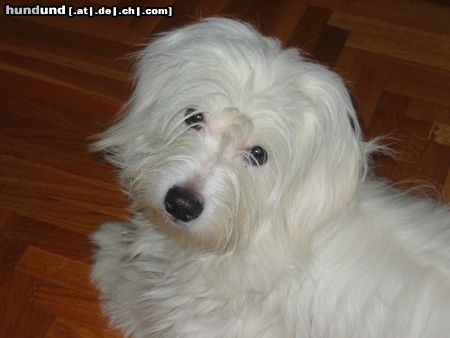 Coton de Tuléar Hunde Foto 9482 Coton de Tuléar Pluton