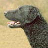 Curly-Coated Retriever