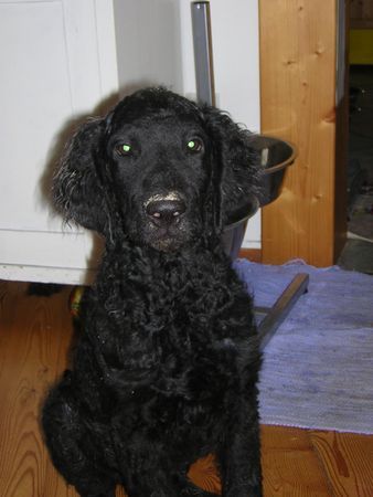 Curly-Coated Retriever Engadin Stars Darwin mit 13 Wochen. Wa hat er wohl getan?