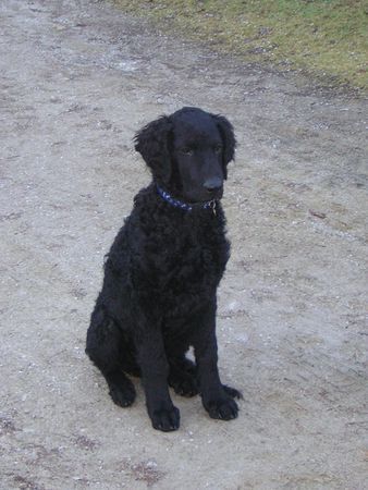 Curly-Coated Retriever Engadin Stars Darwin mit 17 Wochen