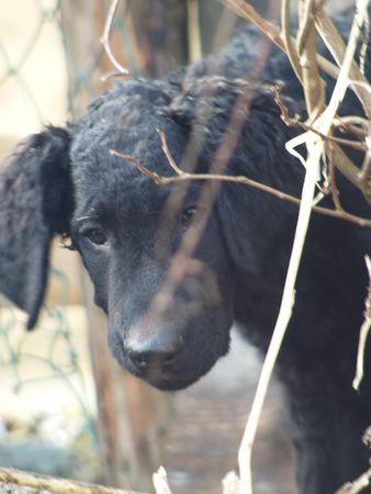 Curly-Coated Retriever Engadin Stars Darwin mit 14 Wochen